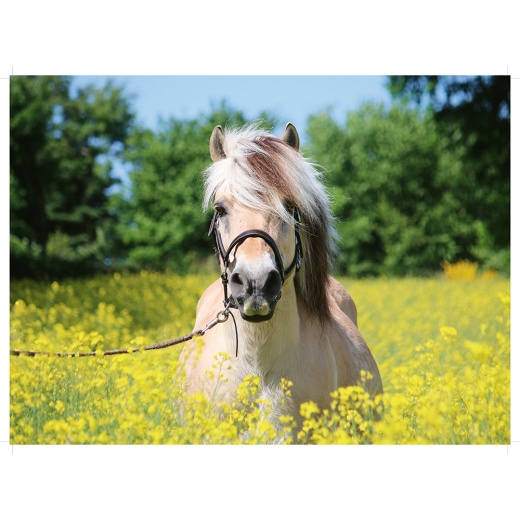 Ravensburger Pussel - White horse 500 Bitar i gruppen  hos Spelexperten (10215038)