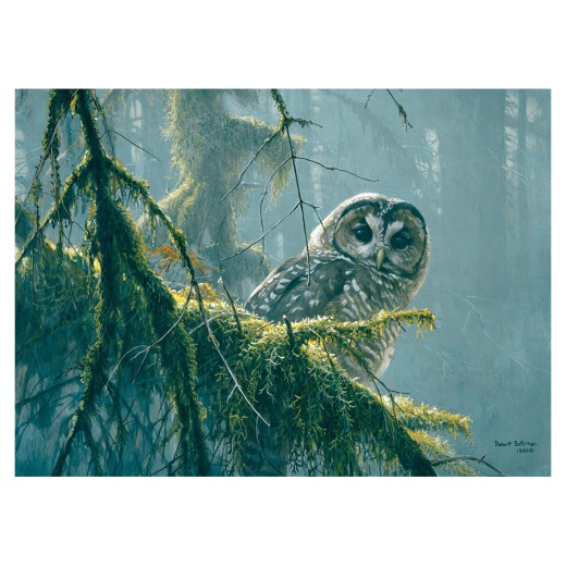 Cobble Hill Pussel - Mossy Branches - Spotted Owl 500 Bitar i gruppen  hos Spelexperten (CH85002)