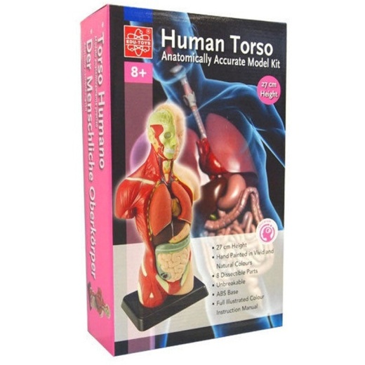 Edu-Toys - Anatomi Torso 27 cm i gruppen  hos Spelexperten (ET027)