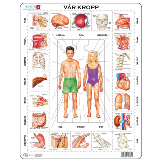 Larsen Rampussel Vår kropp 35 Bitar i gruppen PUSSEL / Barnpussel hos Spelexperten (LA-OB1SE)