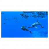 Endless Ocean - Luminous Endless Ocean - Luminous