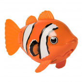 Rainbow Reef Fish Clownfisk Rainbow Reef Fish Clownfisk