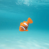 Rainbow Reef Fish Clownfisk Rainbow Reef Fish Clownfisk