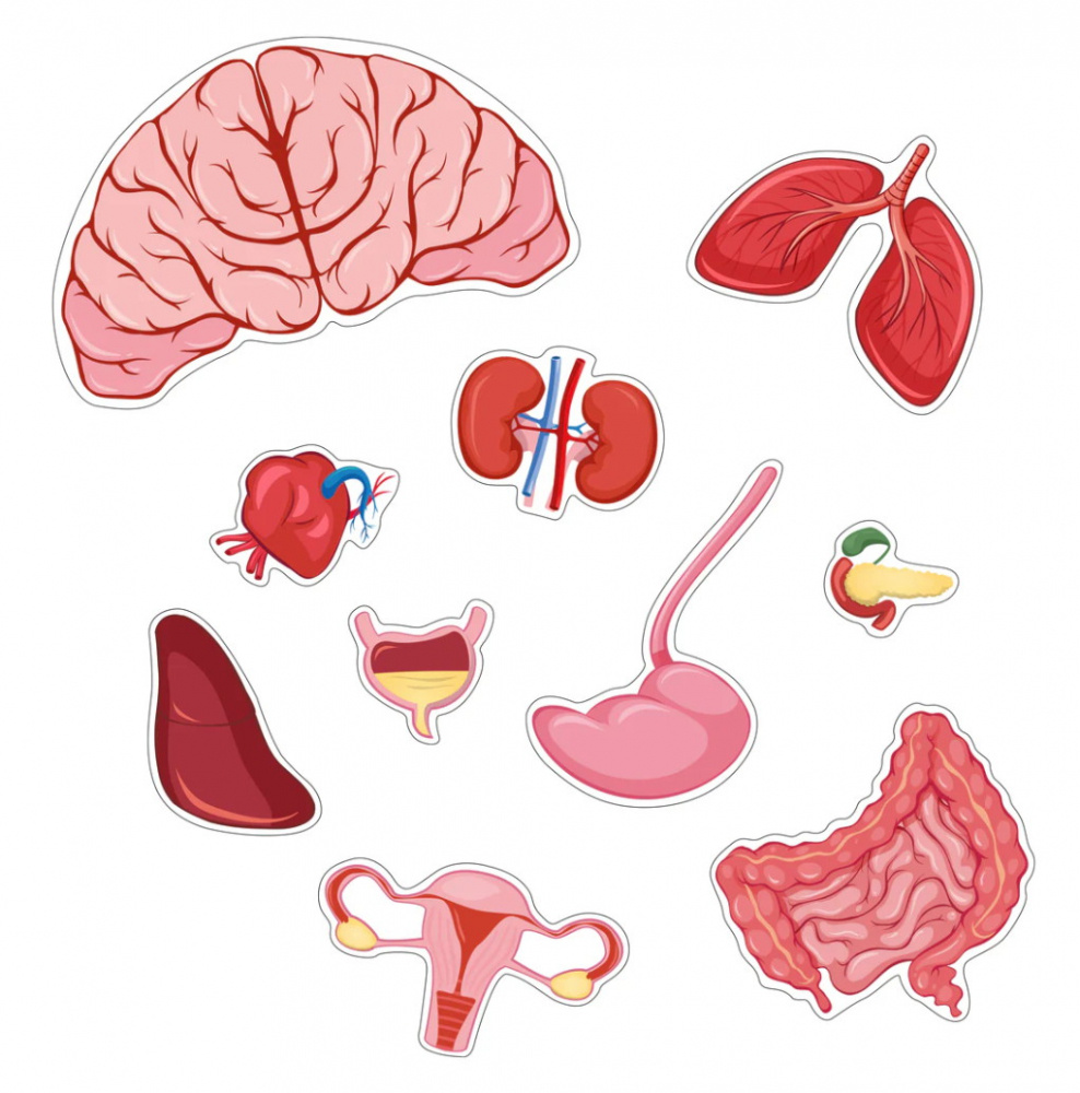 Kroppspussel Flicka 36 Bitar