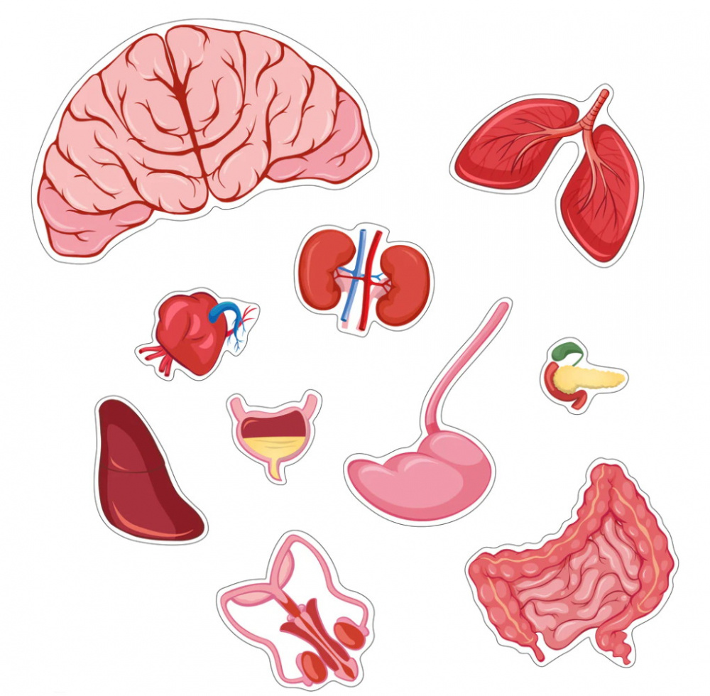 Kroppspussel Pojke 36 Bitar