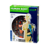 Human Body Anatomy Model Human Body Anatomy Model