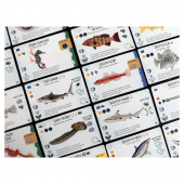 Finspan: Sharks & Reefs (Exp.) (Eng) Finspan: Sharks & Reefs (Exp.) (Eng)