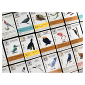 Wingspan: Americas Expansion (Eng) Wingspan: Americas Expansion (Eng)